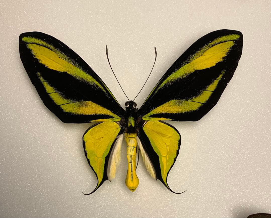 ゴクラクトリバネアゲハ Mt.Arfak 蝶標本