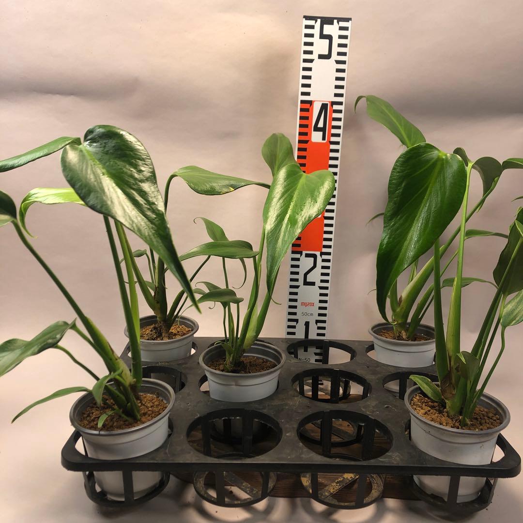 お*ぶ様 5株セットms56モンステラ バールマルクスフレーム